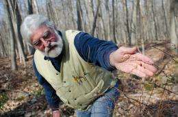 Controlling Japanese barberry helps stop spread of tick-borne diseases