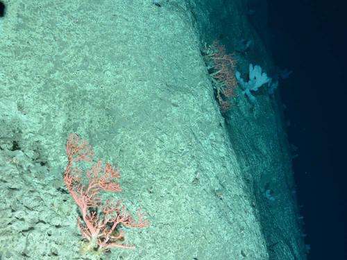 Coral hotspots found in deepwater canyons off northeast US coast