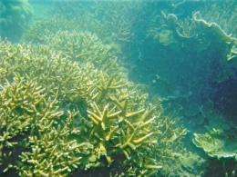 Coral reef thriving in sediment-laden waters