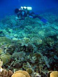 Coral scientists use new model to find where corals are most likely to survive climate change