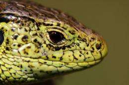 Why staying warm in winter is a bit more complicated if you're a lizard