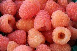 Cornell releases two new raspberry varieties