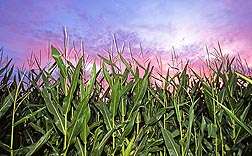 Corn gene helps fight Multiple Leaf Diseases