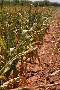 Corn, grain prices push to record highs