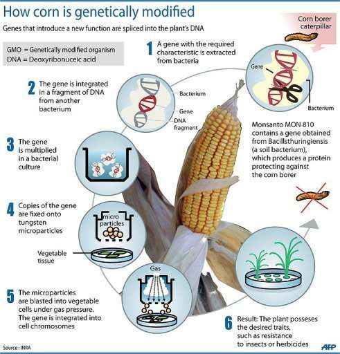Corn is genetically modified using a gene splicing technique