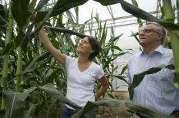 Corn: Many active genes - high yield