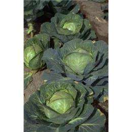 Could cabbage hold the key to preventing diseases? 