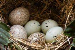 Cracked eggs reveal secret life