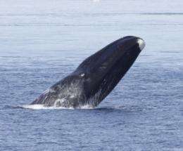 Critically endangered whales sing like birds; new recordings hint at rebound (w/ audio)