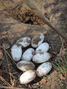 Crocodile eggs measure river health: New land management tool using Aboriginal knowledge