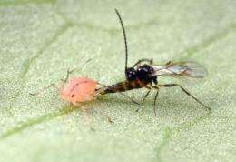 Cunning super-parasitic wasps sniff out protected aphids and overwhelm their defenses