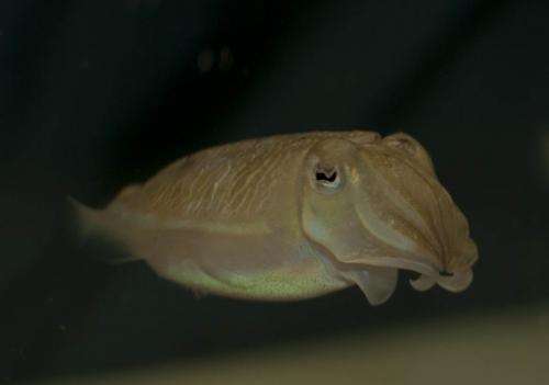 High definition polarization vision discovered in cuttlefish