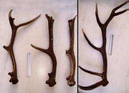 Deer antlers inspire a new theory on osteoporosis