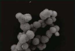 Delivering RNA with tiny sponge-like spheres