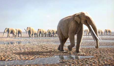 Desert footprints reveal ancient origins of elephants? social lives