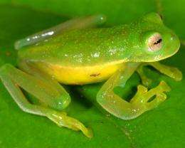 Despite global amphibian decline, number of known species soars