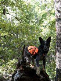 Detection dogs spot northern spotted owls, even those alarmed by barred owls