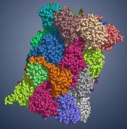 Determination of the immunoproteasome crystal structure