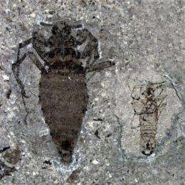 Dinosaurs had fleas too _ giant ones, fossils show (AP)