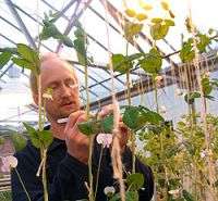 Discovery may allow plant breeders to 'switch off' flower production