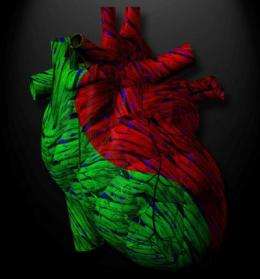 一种新的心力衰竭触发剂的发现可能会改变心血管药物的制造方式