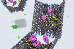 DNA nanorobot triggers targeted therapeutic responses