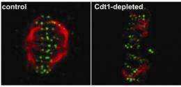 DNA replication protein also has a role in mitosis, cancer