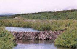 Do beavers benefit Scottish wild salmon?