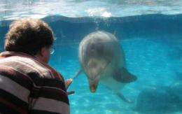 Do dolphins think nonlinearly?