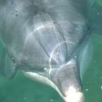 Dolphins learn from each other to beg for food from humans