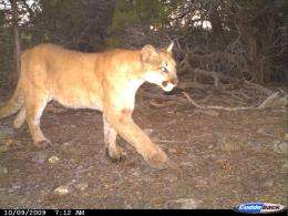 Domestic cats, and wild bobcats and pumas, living in same area have same diseases