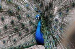 Dozens of wild peacocks have died suddenly in Pakistan, prompting experts to fear an outbreak of Newcastle disease