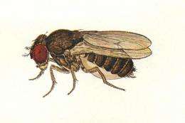 Drosophila pachea