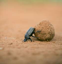 Dung beetle dance provides crucial navigation cues