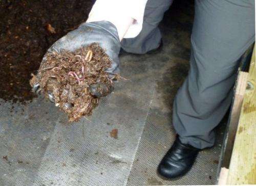 Earthworms are being used to churn decaying organic materials into compost