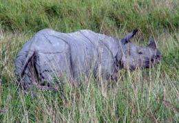 Eastern Assam is home to the world's largest concentration of one-horned rhinos