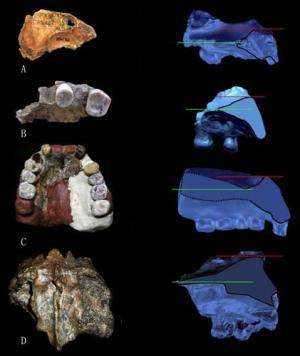 Eastern Eurasian archaic humans featured a bi-level nasal floor as seen in Neandertals