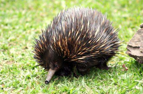 Echidna insight into evolution of embryo growth