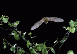 Eco-friendly microturbines need to be bat-friendly, say Stirling researchers