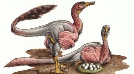Eggs of enigmatic dinosaur discovered