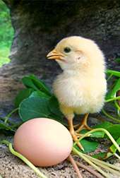 Egg yolk loaded with antibodies boosts poultry's immunity