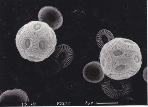 Evolution in the oceans: Long-term study indicates phytoplankton can adapt to ocean acidification