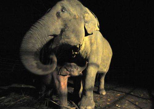 Elephant born in Banda Aceh conservation camp