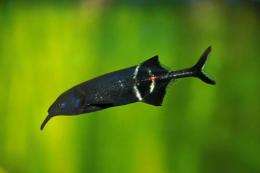 Elephantnose fish