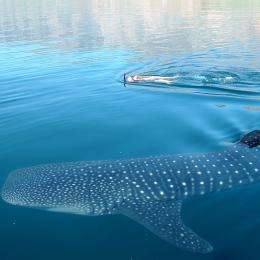 Emerging whale shark ‘crisis’ in China