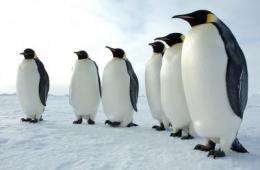 Emperor penguins threatened by Antarctic sea ice loss