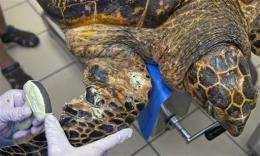 Endangered sea turtle rehabs in Fla. Keys