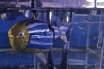 Engineered robot interacts with live fish