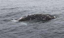 Entangled gray whale off Calif. freed after chase (AP)
