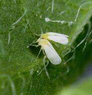 Entomologists devise new test for insecticide resistance